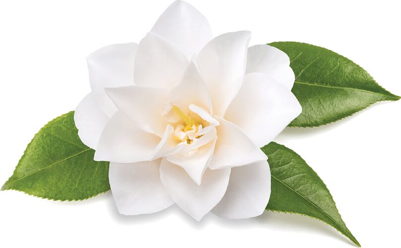 chinese camellia - mejupụtara Inno Gialuron